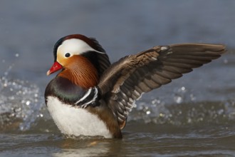 Mandarin Duck (Aix galericulata) male bathing, Baden-Wuerttemberg, Germany
