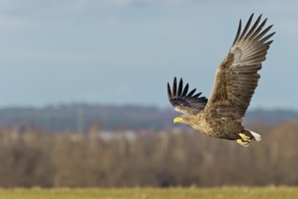 White-tailed Eagle (Haliaeetus albicilla) flying, Saxony-Anhalt, Germany