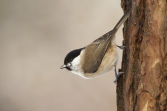 Marsh Tit (Poecile palustris), Utrecht, Netherlands