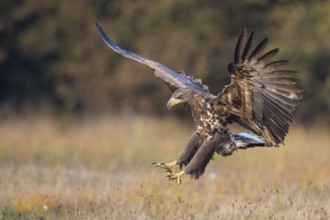White-tailed Eagle (Haliaeetus albicilla) flying, Kutno, Poland