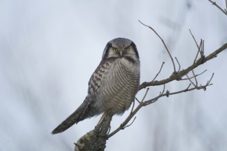 Northern Hawk-Owl (Surnia ulula), Saxony, Germany