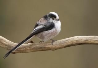 Long-tailed Tit (Aegithalos caudatus), Mecklenburg-Western Pomerania, Germany