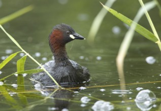 Little Grebe (Tachybaptus ruficollis), Mecklenburg-Western Pomerania, Germany
