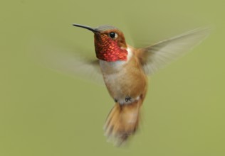Rufous Hummingbird (Selasphorus rufus) male, British Columbia, Canada