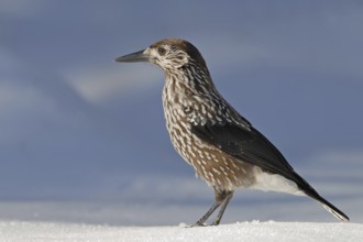 Spotted Nutcracker (Nucifraga caryocatactes), Switzerland