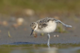 Pied Avocet (Recurvirostra avosetta) juvenile, Texel, Netherlands