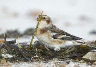 Snow Bunting (Plectrophenax nivalis), Schleswig-Holstein, Germany