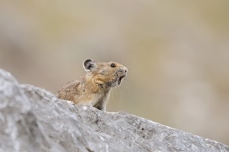 American pika (Ochotona princeps) sits calling on a rock, Jasper National Park, Alberta, Canada