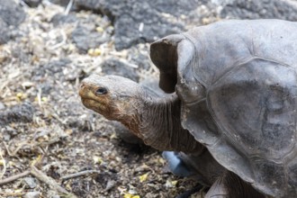 Giant tortoise (Chelonoidis nigra), Santa Cruz, Galapagos, Ecuador