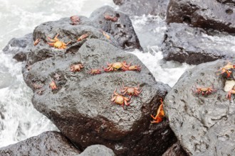 Red rock crab (Grapsus grapsus), San Cristobal, Galapagos, Ecuador
