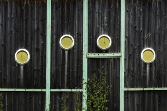 Wooden wall with dark finish showcases four circular cutouts revealing bright yellow interiors,