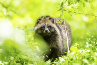 Common raccoon dog (Nyctereutes procyonoides) standing in the grass, Bavaria, Germany
