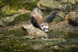 Ferret (Mustela putorius furo) on the edge of a little lake, Bavaria, Germany
