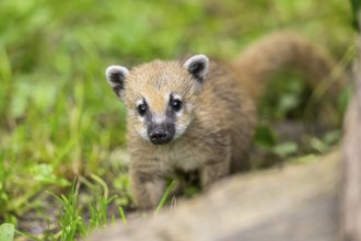 South American coati (Nasua nasua) youngster standing on the ground, captive, Zoo Augsburg