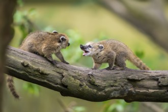 South American coati (Nasua nasua) youngsters klimbing in a tree, captive, Zoo Augsburg