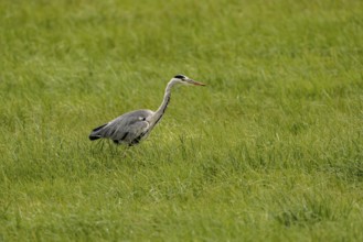 Grey heron (Ardea cinerea), Vulkaneifel, Rhineland-Palatinate, Germany