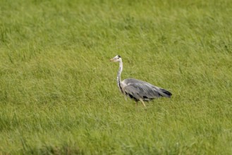 Grey heron (Ardea cinerea), Vulkaneifel, Rhineland-Palatinate, Germany