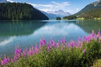 Willowherbs in bloom, behind Piz da la Margna, Lake Sils, Engadin, Grisons, Switzerland