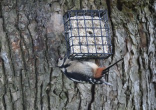Great spotted woodpecker (Dendrocopos major) feeding on a lime tree (Tilia)