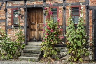 Hollyhocks (Alcea rosea) at a gate in a half-timbered house facing the street in Ystad, Skåne