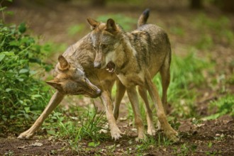 Two wolves in the forest interacting with each other in a confined space, Wolf (Canis Lupus),
