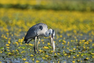 Grey heron (Ardea cinerea) amidst flowering sea pots (Nymphoides peltata) Hungary