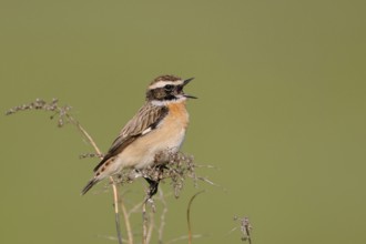 Songbird... Whinchat (Saxicola rubetra), male in splendid plumage sings at the top of his voice in