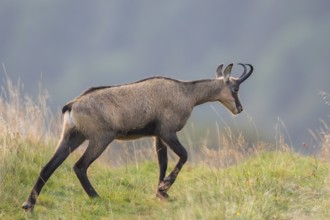 Chamois (Rupicapra rupicapra) on a meadow in the Vosges Mountains, wildlife, France