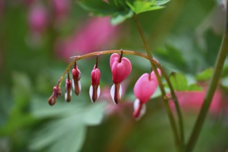 Weeping heart, flaming heart, flaming heart flower, heart flower, bicoloured heart flower,