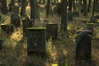 Weathered gravestones at the Jewish cemetery next to the Mehlinger Heide. Mehlingen,