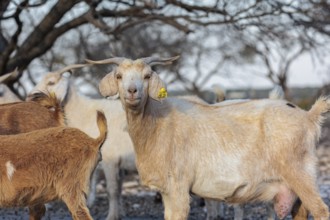 Domesticated goat livestock raised for meat producion on a ranch in Sonora, Texas, USA