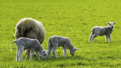 Sheep and farm in Lake District National Park, Coniston Water, Cumbria, England, United Kingdom