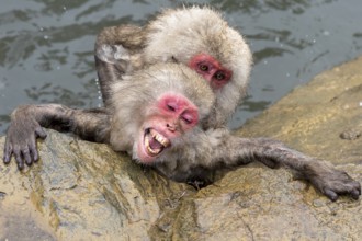 Japanese macaques (Macaca fuscata), wet, bathing, playing, in winter, Jigokudani Snow Monkey Park,