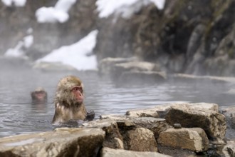 Japanese macaques (Macaca fuscata), wet, bathing, in winter, Jigokudani Snow Monkey Park,
