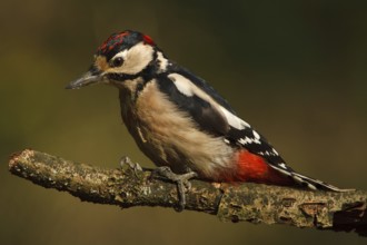 Great Spotted Woodpecker (Dendrocopos major) juvenile, Utrecht, Netherlands