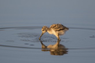 Pied Avocet (Recurvirostra avosetta) chick, Lesvos, Greece