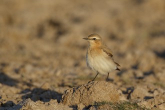 Isabelline Wheatear (Oenanthe isabellina), Greece