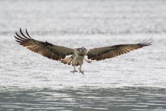 Western Osprey (Pandion haliaetus) flying, Poland