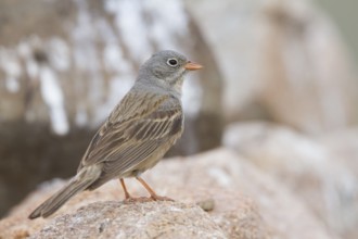 Grey-necked Bunting - Steinortolan - Emberiza buchanani, Kazakhstan, adult male