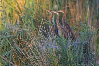 Purpurreiher, Purple Heron, Ardea purpurea, Héron pourpré, Garza Imperial