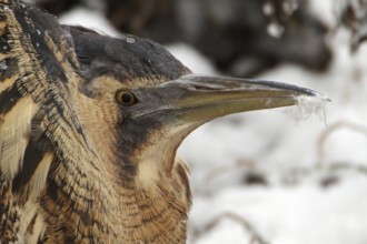 Eurasian Bittern (Botaurus stellaris), Saxony-Anhalt, Germany