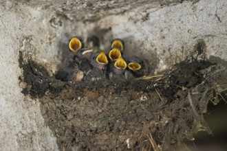 Barn Swallow (Hirundo rustica) chicks in nest begging for food, North Rhine-Westphalia, Germany