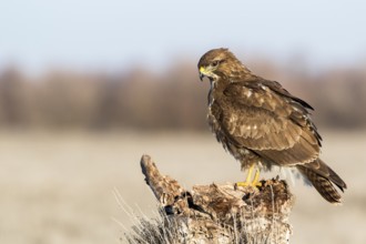 Common Buzzard (Buteo buteo) perched on a stump, Castile-La Mancha, Spain
