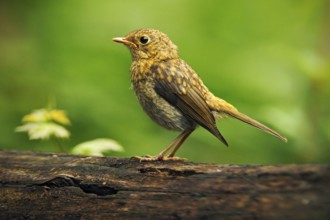 Song Thrush Turdus philomelos in the nature habitat. young bird sitting on the tree branch. Bird in