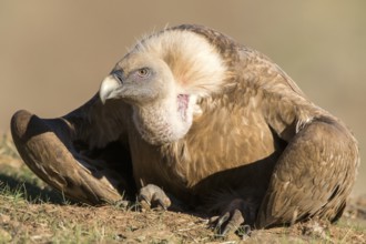 Griffon Vulture (Gyps fulvus) resting on the ground, Andalusia, Spain