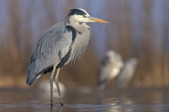 Grey Heron (Ardea cinerea), Hungary