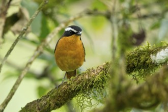 Rüppell's Robin-Chat (Cossypha semirufa semirufa) perched on a branch, Kafa, Ethiopia