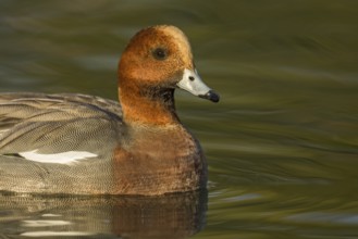 Eurasian Wigeon (Mareca penelope) male, Arizona, USA