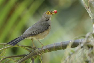 Bare-eyed Thrush (Turdus nudigenis nudigenis) perched on a branch on the Caribbean Island of