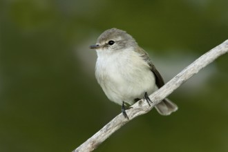Lemon-bellied Flyrobin (Microeca flavigaster tormenti), Western Australia, Australia